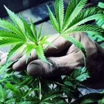 Cannabis plant in a hadn