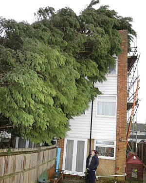 Mortgage delay caused by a tree