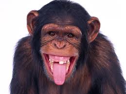 Most Landlords Are Monkeys