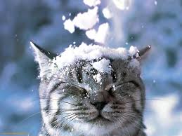 winter kitty
