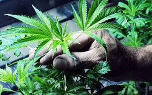 Buy to let cannabis farmers jailed
