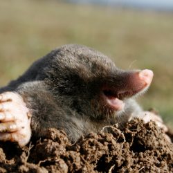 Moles! Landlords or Tenants responsibility?