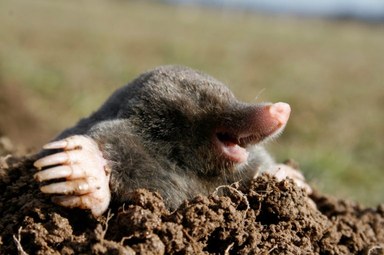 Moles Landlords or Tenants responsibility