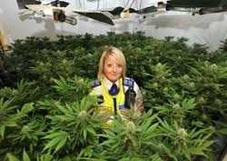 Landlords urged to be vigilant for tenants cultivating cannabis