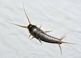 Pest Control for Silverfish?