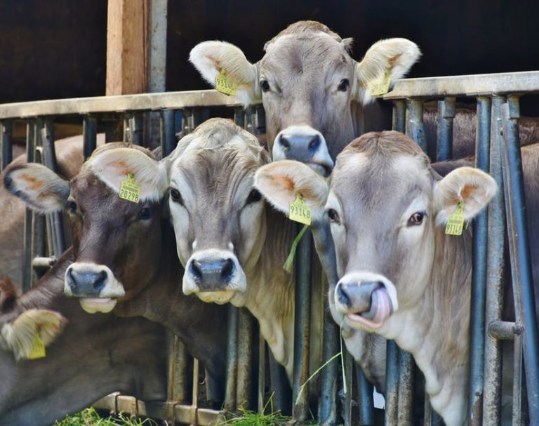 Dairy cows feeding in a barn, symbolizing farmers’ work and property management