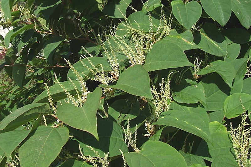 The Dangers of Japanese Knotweed