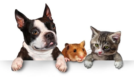 New insurance based approach for ‘pets in lets’ as default
