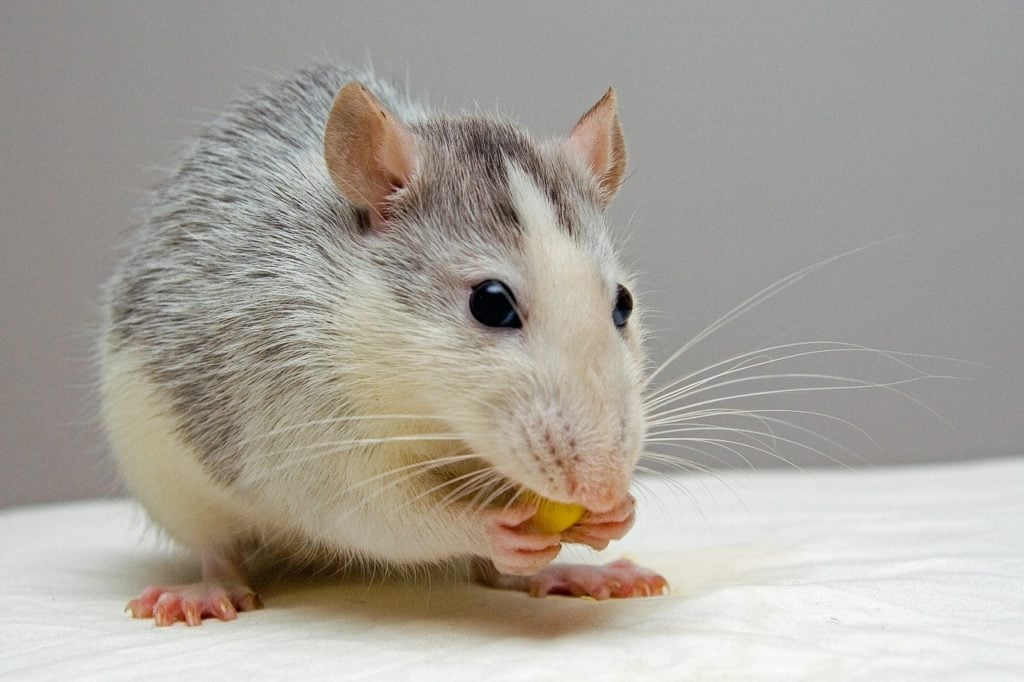 Milder winters drive a rise in rats