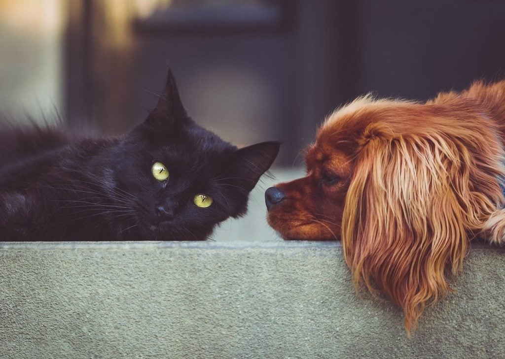 Pet clause in lease for a share of freehold property?