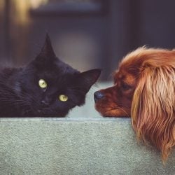 Cat and dog allergy issues?