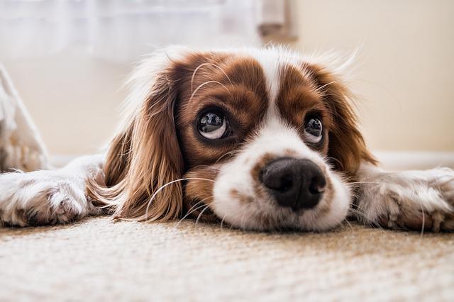 Propertymark – Government must understand the cost of pets to Landlords