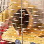 rats in cages tenants reference property118.com