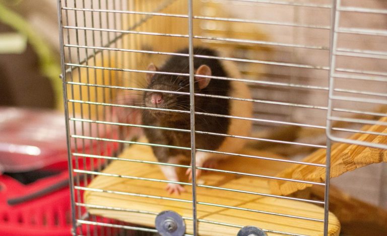 rats in cages tenants reference property118.com