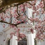 landlord question overgrown tree property118.com