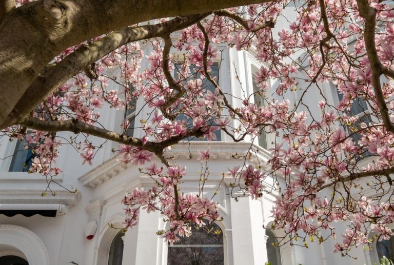 landlord question overgrown tree property118.com