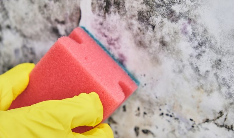 black mould in a rented property being cleaned property118.com