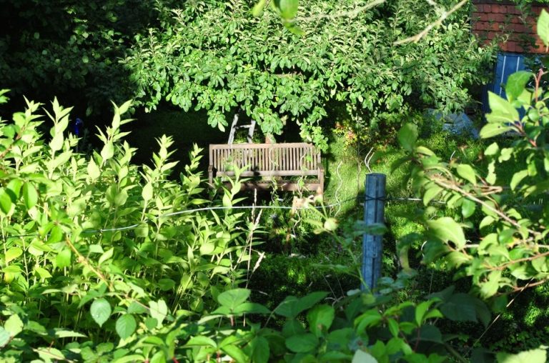 overgrown garden tenants property118.com