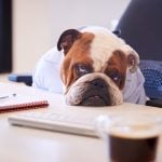 Fed up dog at desk property118.com