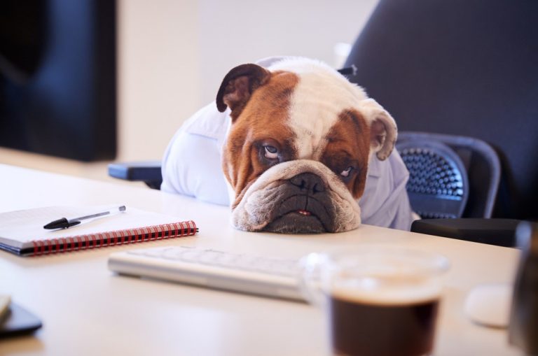 Fed up dog at desk property118.com