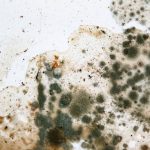 Pic of mould problem in a leasehold flat landlord freeholder property118.com