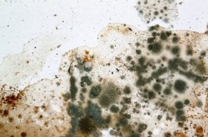 Pic of mould problem in a leasehold flat landlord freeholder property118.com