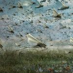 plagues of pests cost landlords dearly property118