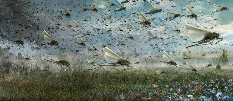 plagues of pests cost landlords dearly property118