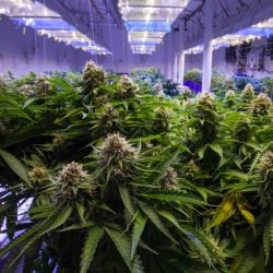 Landlords warned of criminals using properties as cannabis farms