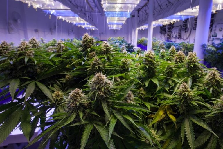 pic of a cannabis farm - landlords warned about criminals property118