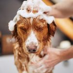 pic of a dog having a bath renters reform and the right to keep pets property118