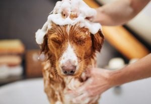 pic of a dog having a bath renters reform and the right to keep pets property118
