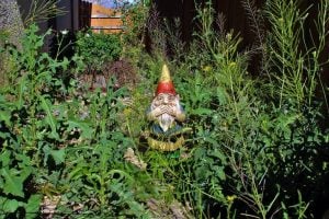 Overgrown garden with gnome, Property118
