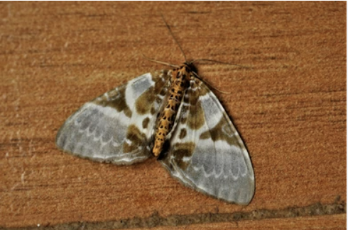 Carpet moths – who is responsible?