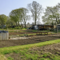 Allotment land could help build more homes