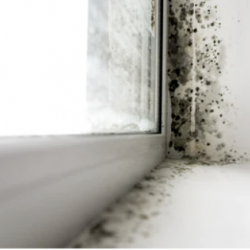 Government reveals damp and mould figures in the PRS