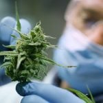 pic of police and a cannabis plant - landlord crackdown in the south west property118