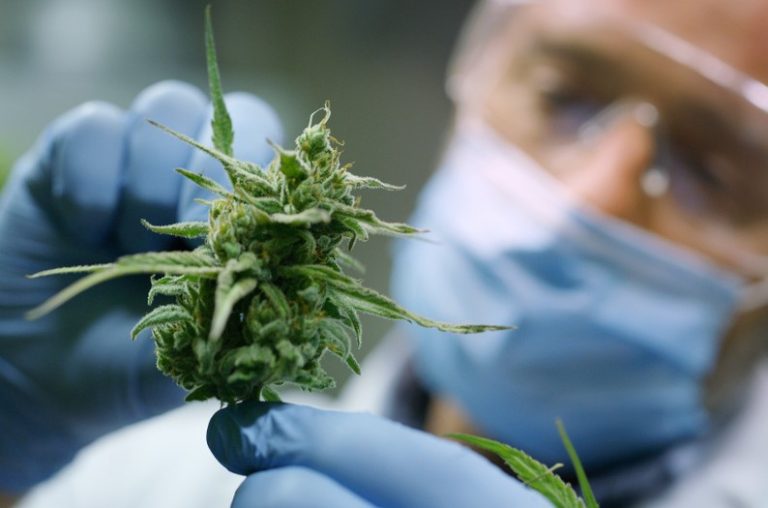 pic of police and a cannabis plant - landlord crackdown in the south west property118