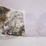 pic of mould behind wallpaper newham council to pay compensation to tenant with mould and damp property118