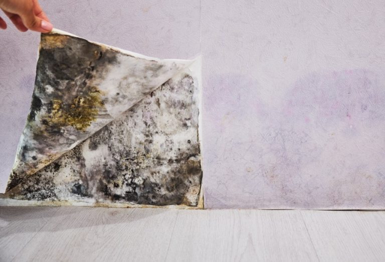 pic of mould behind wallpaper newham council to pay compensation to tenant with mould and damp property118