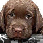 pic of sad puppy as landlords want pet references property118