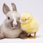 chicken and rabbits
