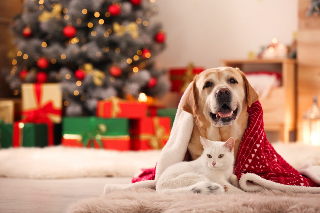 Christmas struggles for renters seeking pet-friendly rental properties
