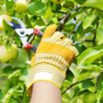 Gardener pruning fruit tree branch with secateurs and gloves