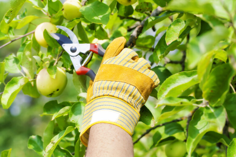 Gardener pruning fruit tree branch with secateurs and gloves