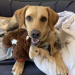 Labrador resting on a bed while holding a plush toy, illustrating the need for pet-friendly renting policies