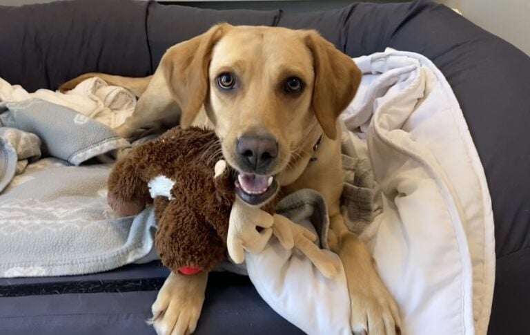 Labrador resting on a bed while holding a plush toy, illustrating the need for pet-friendly renting policies