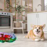 Welsh corgi resting in a modern kitchen beside a small Welsh flag