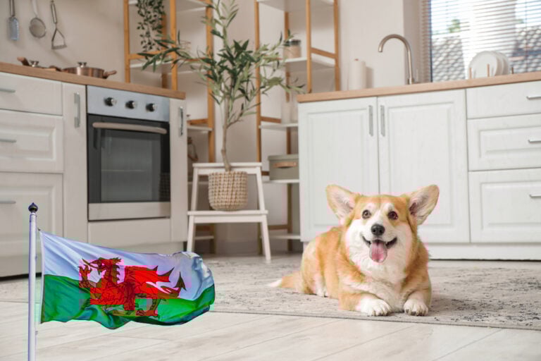 Welsh corgi resting in a modern kitchen beside a small Welsh flag