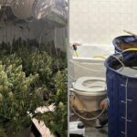Marijuana plants and irrigation system discovered in damaged rental property used for illegal cultivation